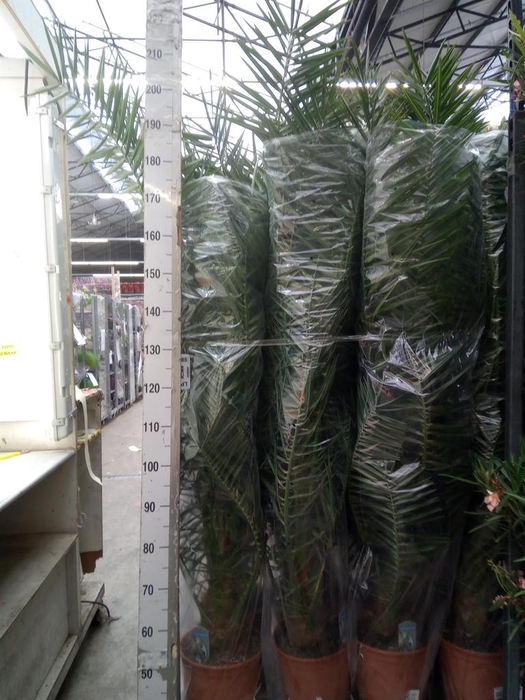<h4>Phoenix canariensis</h4>