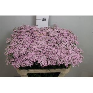 Achil M Lilac Beauty