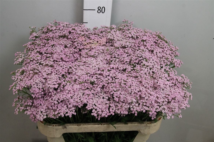 <h4>Achil M Lilac Beauty</h4>