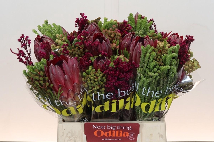 <h4>BQ Protea Sharon SFB</h4>