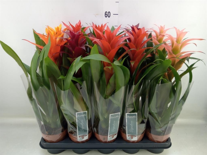 <h4>Guzmania ...mix</h4>