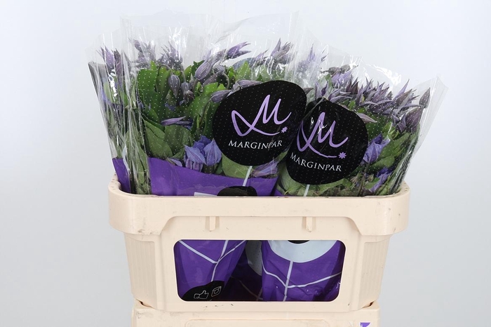 <h4>Clem Amazing Sofia</h4>