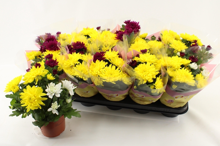 <h4>CHRYS GEM IN POT</h4>