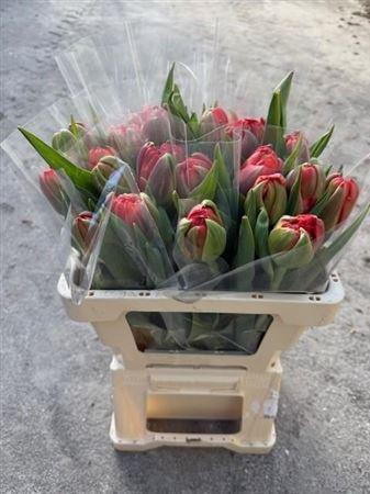 <h4>Tu Du Dubbel Rood</h4>