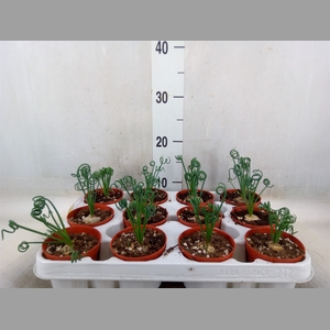 Albuca spiralis 'Frizzle Sizzle'