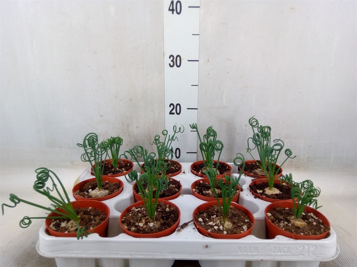 <h4>Albuca spiralis 'Frizzle Sizzle'</h4>
