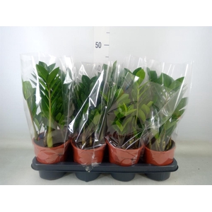 Zamioculcas zamiifolia