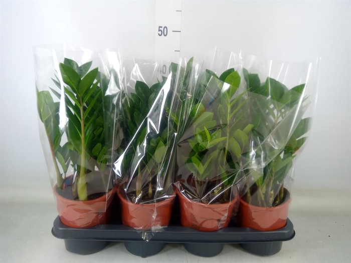 <h4>Zamioculcas zamiifolia</h4>