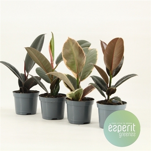 Ficus elastica Mix 3-4 srt.