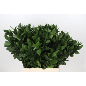 ŽAL HARD RUSCUS 70CM