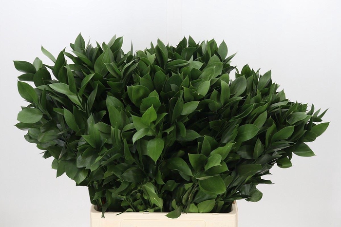 <h4>Ruscus aculeatus   ...groot blad</h4>