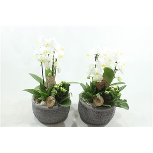 9662 PHAL KER GREY