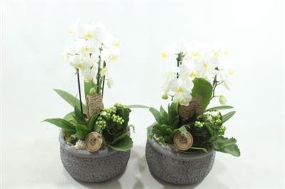 <h4>9662 PHAL KER GREY</h4>