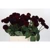 Dahlia Dark Prince