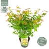 Acer palmatum Little Princess