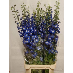 Delph Du Aurora Blue