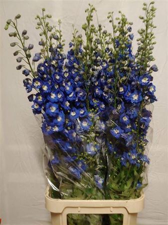 <h4>Delph Du Aurora Blue</h4>