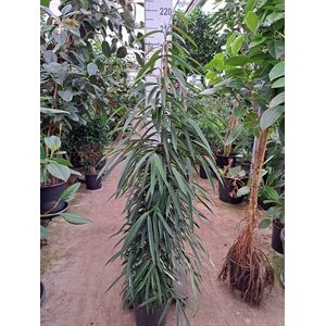 Ficus binn. 'Alii'