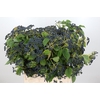 Viburnum Dark Blue Hermania