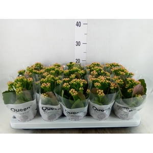 Kalanchoe  'MoreFlow Lillian'