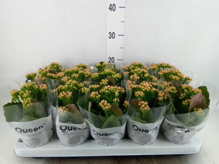 <h4>Kalanchoe  'MoreFlow Lillian'</h4>