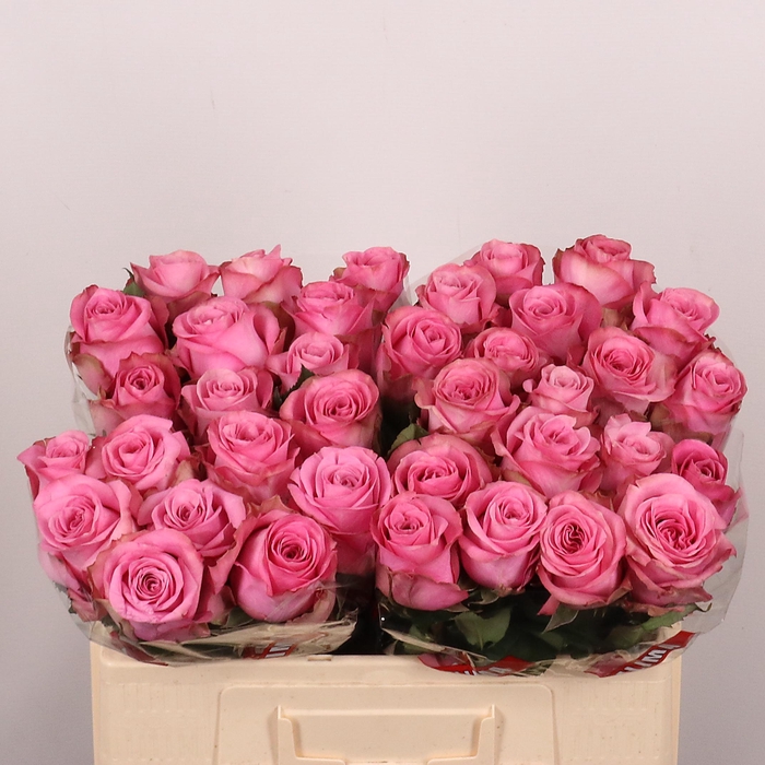 <h4>R GR RENAISSANCE</h4>