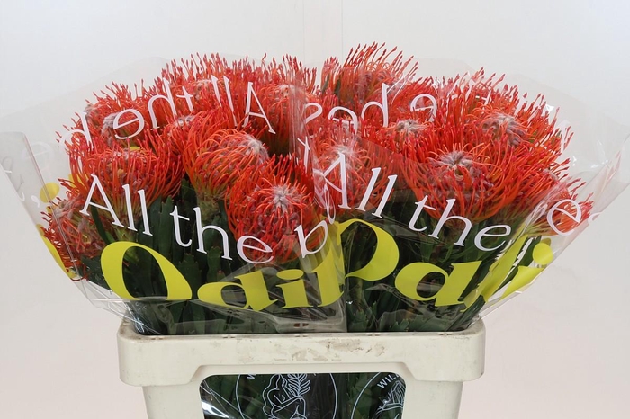 <h4>Nutans Tango</h4>