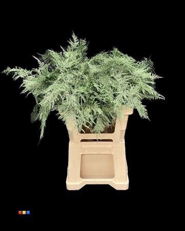 <h4>Asp Extra Metallic Green</h4>