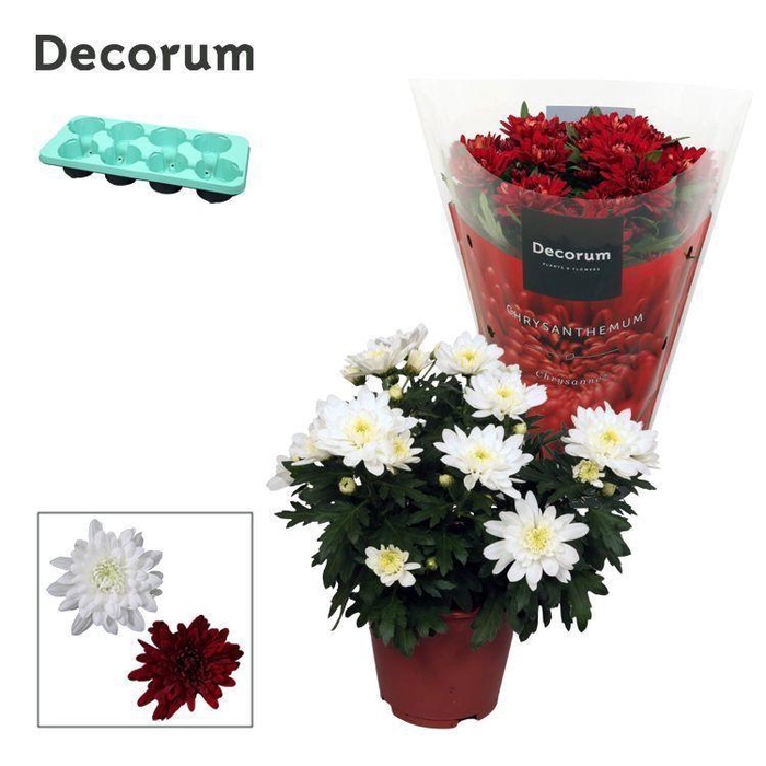 <h4>Chrysanne® Grandezza Mix Red-White</h4>