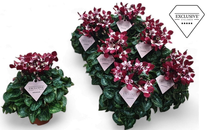 <h4>Cyclamen Exclusive® Djix Wijnrood</h4>