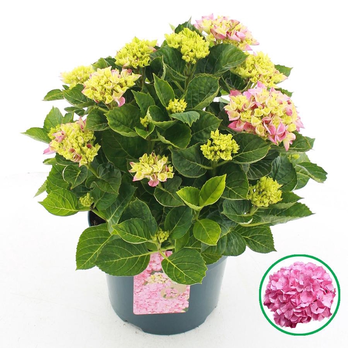 <h4>Hydrangea macr. Roze C5 (23cm.) Kn.</h4>