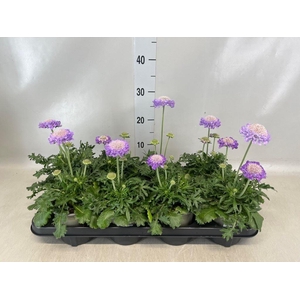 Scabiosa columb. 'Butterfly Blue'