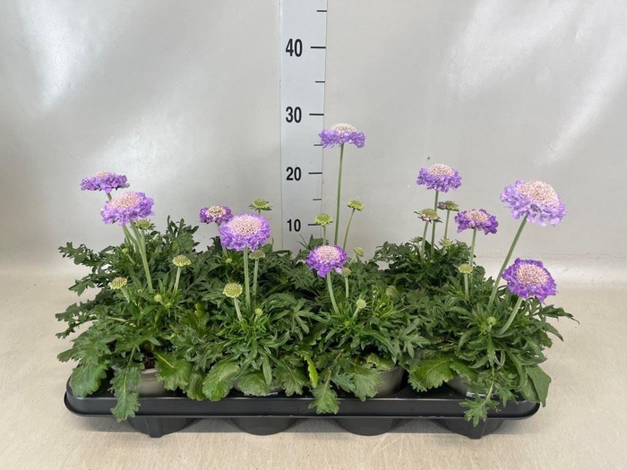 <h4>Scabiosa columb. 'Butterfly Blue'</h4>