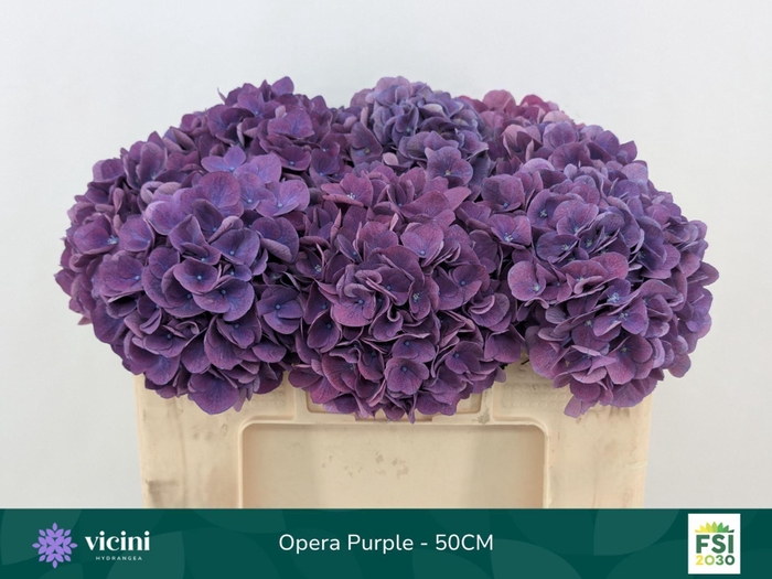<h4>Hydrangea  'Royal Opera'</h4>
