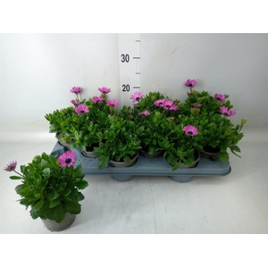 Osteospermum   ...