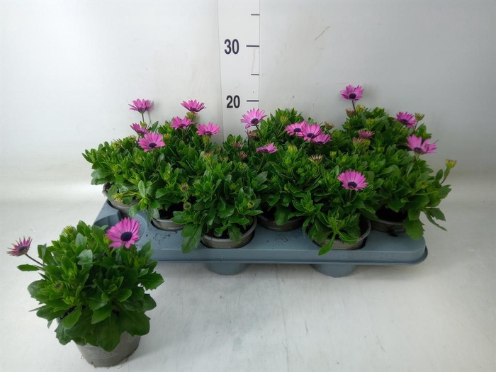 <h4>Osteospermum   ...</h4>