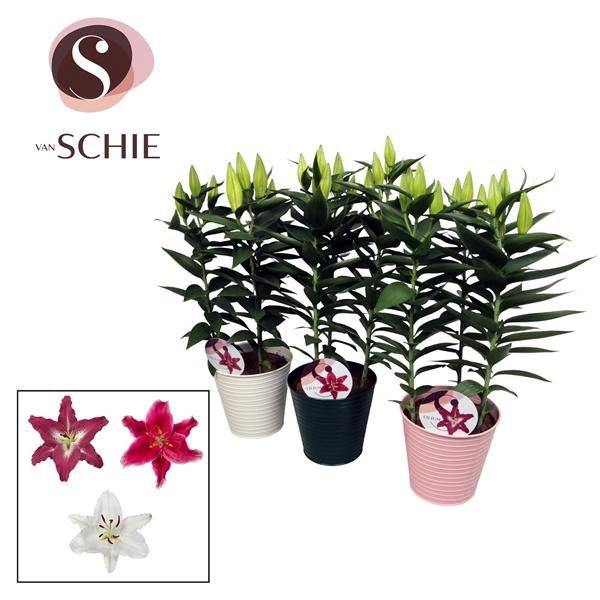 <h4>Oriental Mix 17cm ZINK</h4>