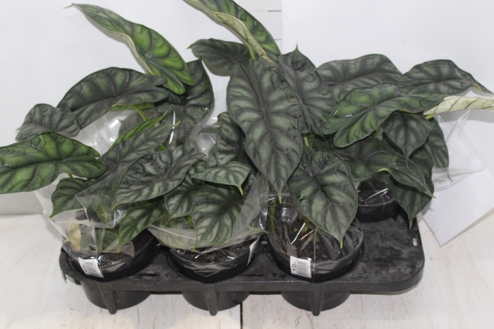 <h4>ALOCASIA DRAGON SCALE P15</h4>