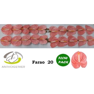 ANTH A FARAO PINK