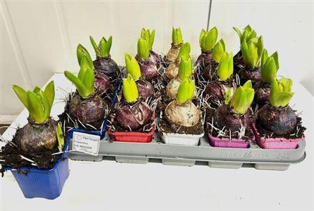 <h4>Hyacin Pear Gem 5 Kl</h4>