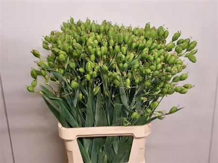 <h4>Belamcanda Chinensis</h4>