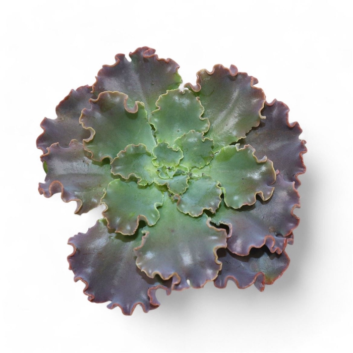 <h4>Echeveria Ov</h4>