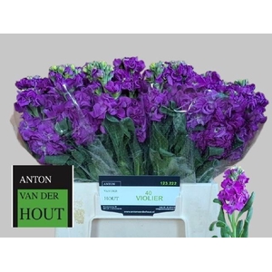 MATTH IRON PURPLE