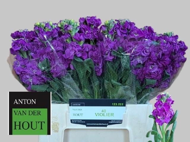 <h4>MATTH IRON PURPLE</h4>