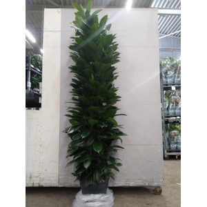 Ficus cyathistipula