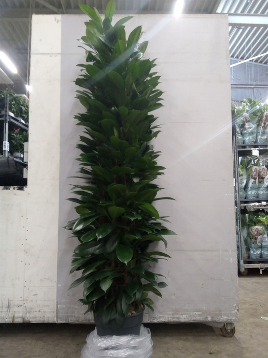 <h4>Ficus cyathistipula</h4>