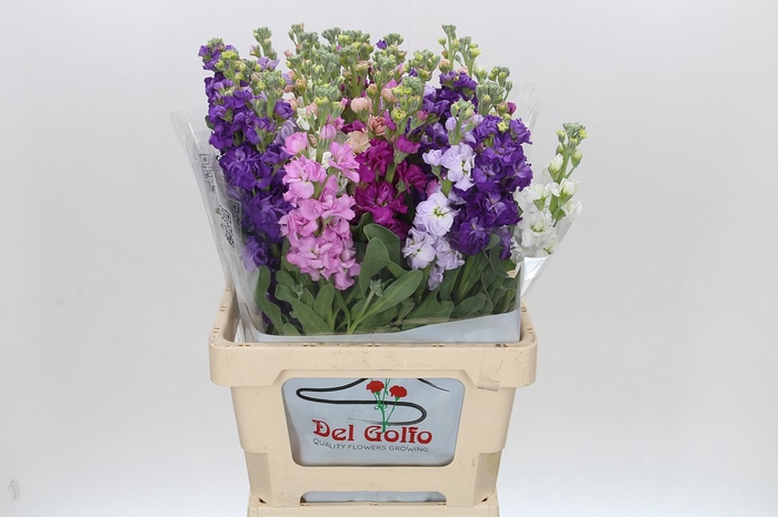 Matthiola Mix