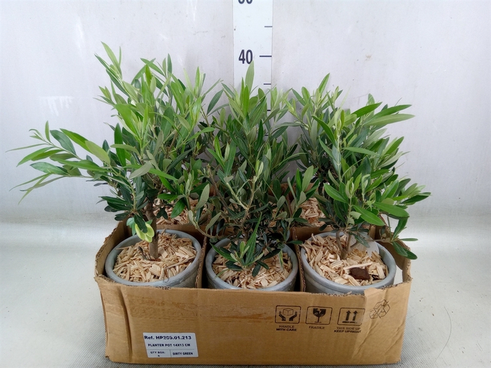 <h4>Arr.   Tuinplanten H%</h4>