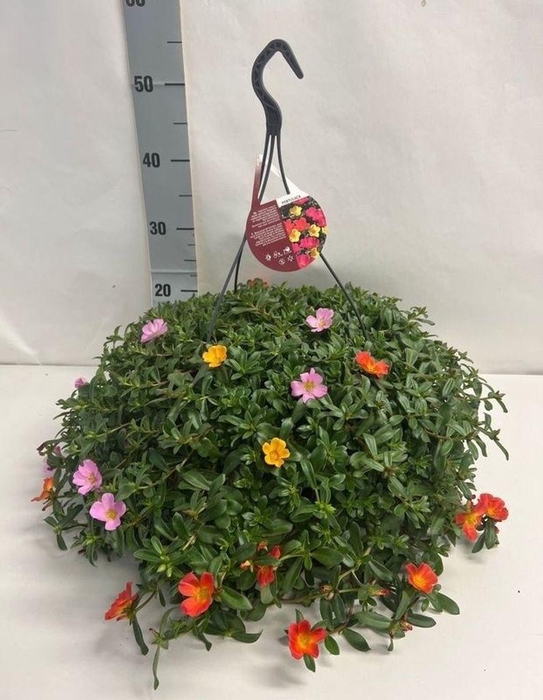 <h4>.Hanging baskets portulaca mix AA</h4>