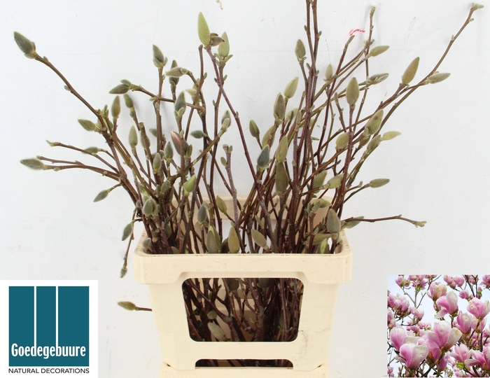 <h4>MAGNOLIA OV</h4>